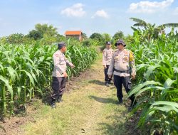 Polsek Krembung Dampingi Perawatan Lahan Jagung, Dukung Ketahanan Pangan