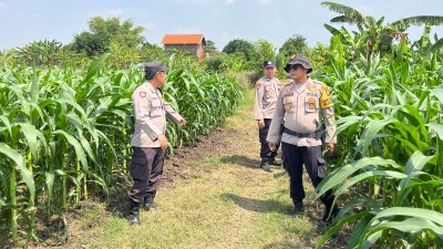 Polsek Krembung Dampingi Perawatan Lahan Jagung, Dukung Ketahanan Pangan