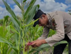Polsek Jabon Pantau Perkembangan Tanaman Jagung di Tambak Kalisogo, Perkuat Ketahanan Pangan