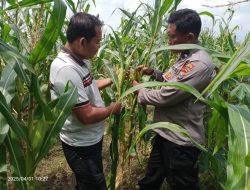 Polsek Tulangan Cek Tanaman Jagung di Desa Kemantren, Wujudkan Swasembada Pangan