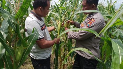Polsek Tulangan Cek Tanaman Jagung di Desa Kemantren, Wujudkan Swasembada Pangan