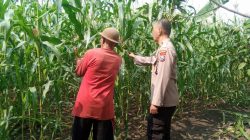 Dukung Ketahanan Pangan, Bhabinkamtibmas Desa Sukorejo Bersama Gapoktan Cek Tanaman Jagung
