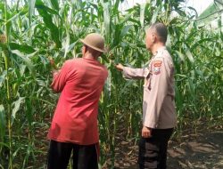 Dukung Ketahanan Pangan, Bhabinkamtibmas Desa Sukorejo Bersama Gapoktan Cek Tanaman Jagung