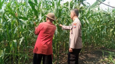 Dukung Ketahanan Pangan, Bhabinkamtibmas Desa Sukorejo Bersama Gapoktan Cek Tanaman Jagung