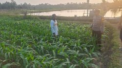 Bhabinkamtibmas Desa Sumberingin Sambangi Lahan Binaan Polri, Serap Aspirasi dan Kendala Petani