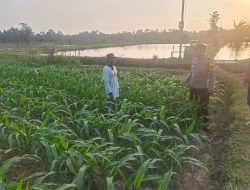 Bhabinkamtibmas Desa Sumberingin Sambangi Lahan Binaan Polri, Serap Aspirasi dan Kendala Petani