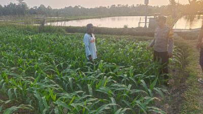 Bhabinkamtibmas Desa Sumberingin Sambangi Lahan Binaan Polri, Serap Aspirasi dan Kendala Petani