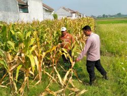 Jelang Panen Jagung, Polsek Wonoayu Berharap Mampu Dongkrak Swasembada Pangan
