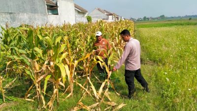 Jelang Panen Jagung, Polsek Wonoayu Berharap Mampu Dongkrak Swasembada Pangan