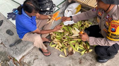 Polsek Krembung Dampingi Perawatan Jagung untuk Dukung Swasembada Pangan