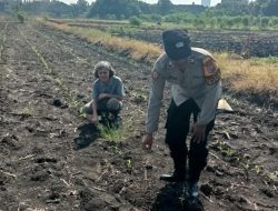 Polsek Taman Masifkan Bhabinkamtibmas Turut Pantau Gerakan Ketahanan Pangan Petani