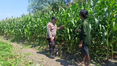 Dukung Ketahanan Pangan, Polsek Candi Pantau Perkembangan Lahan Jagung