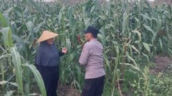 Dampingi Petani, Polsek Sidoarjo Kota Dukung Swasembada Pangan