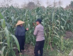 Dampingi Petani, Polsek Sidoarjo Kota Dukung Swasembada Pangan