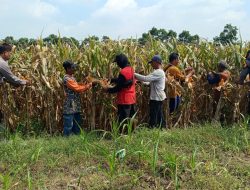 Kompak Wujudkan Swasembada Pangan, Polisi dan Petani di Balongbendo Kelola Tanaman Jagung