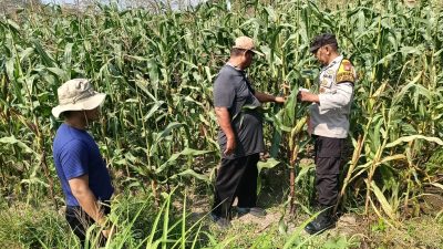 Polsek Sidoarjo Kota Dampingi Perawatan Jagung untuk Dukung Swasembada Pangan