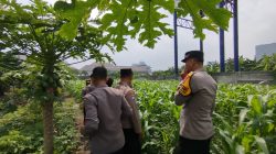 Tingkatkan Swasembada Pangan, Polsek Waru Ajak Petani Serius Kelola Tanaman Jagung