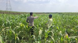 Anggota Polsek Bareng Pantau Tanaman Jagung, Wujud Dukungan Ketahanan Pangan Nasional