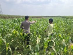 Anggota Polsek Bareng Pantau Tanaman Jagung, Wujud Dukungan Ketahanan Pangan Nasional