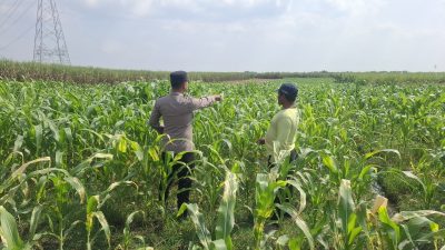 Anggota Polsek Bareng Pantau Tanaman Jagung, Wujud Dukungan Ketahanan Pangan Nasional