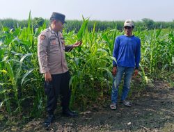 Polsek Krembung Dampingi Petani Kembangkan Lahan Jagung untuk Swasembada Pangan