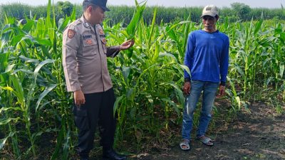 Polsek Krembung Dampingi Petani Kembangkan Lahan Jagung untuk Swasembada Pangan