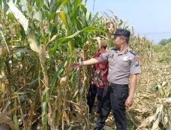 Wujud Ketahanan Pangan dari Kolaborasi Polisi dan Petani di Kecamatan Tarik