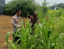 Polsek Krembung Apresiasi Sekolah Turut Dukung Ketahanan Pangan Melalui Tanaman Jagung
