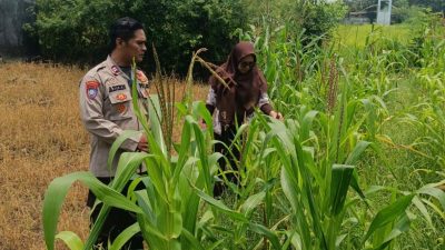 Polsek Krembung Apresiasi Sekolah Turut Dukung Ketahanan Pangan Melalui Tanaman Jagung