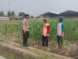 Motivasi Petani Desa Lebo, Polisi Pastikan Perkembangan Jagung Penuhi Swasembada Pangan