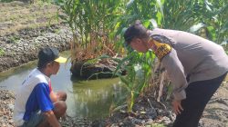 Polsek Sedati Pantau Perkembangan Tanaman Jagung di Desa Betro