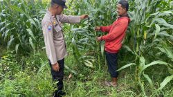 Polsek Tarik Dampingi Pengelolaan Tanaman Jagung di Desa Kemuning, untuk Ketahanan Pangan