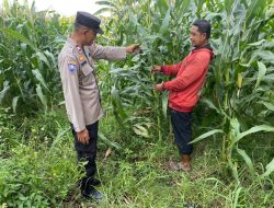Polsek Tarik Dampingi Pengelolaan Tanaman Jagung di Desa Kemuning, untuk Ketahanan Pangan
