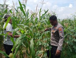 Dukung Ketahanan Pangan, Polsek Tulangan Gandeng Petani Optimalkan Tanaman Jagung Agar Berhasil