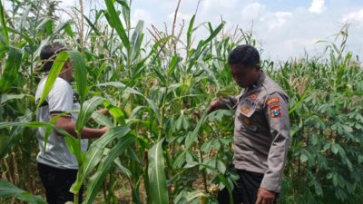 Dukung Ketahanan Pangan, Polsek Tulangan Gandeng Petani Optimalkan Tanaman Jagung Agar Berhasil