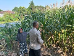 Bhabinkamtibmas Polsek Prambon Pantau Pertumbuhan Jagung, Sukseskan Ketahanan Pangan