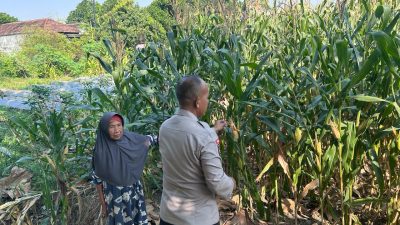 Bhabinkamtibmas Polsek Prambon Pantau Pertumbuhan Jagung, Sukseskan Ketahanan Pangan