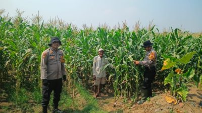 Dukung Swasembada Pangan, Anggota Polsek Balongbendo Tinjau Tanaman Jagung Hibrida di Desa Singkalan
