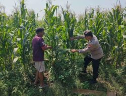 Wujudkan Swasembada Pangan, Polsek Sidoarjo Kota Dampingi Petani Jagung