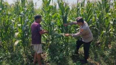 Wujudkan Swasembada Pangan, Polsek Sidoarjo Kota Dampingi Petani Jagung