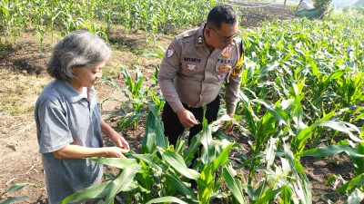 Polsek Taman Masifkan Patroli Ketahanan Pangan, Motivasi Petani Jagung