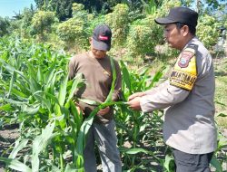 Bhabinkamtibmas Polsek Taman Patroli Lahan Jagung, Perkuat Dukungan Ketahanan Pangan