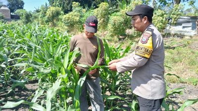 Bhabinkamtibmas Polsek Taman Patroli Lahan Jagung, Perkuat Dukungan Ketahanan Pangan