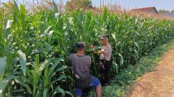 Polsek Tembelang Dampingi Petani Jagung, Dukung Program Ketahanan Pangan Nasional