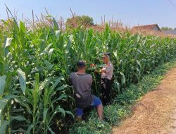 Polsek Tembelang Dampingi Petani Jagung, Dukung Program Ketahanan Pangan Nasional
