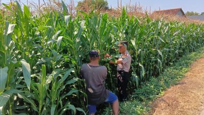 Polsek Tembelang Dampingi Petani Jagung, Dukung Program Ketahanan Pangan Nasional