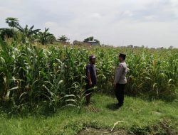 Polsek Sumobito Lakukan Peninjauan Lahan Tanaman Jagung Binaan, Dalam Rangka Mendukung Ketahanan Pangan