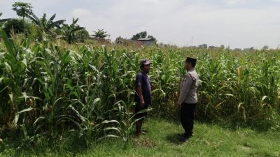 Polsek Sumobito Lakukan Peninjauan Lahan Tanaman Jagung Binaan, Dalam Rangka Mendukung Ketahanan Pangan
