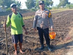 Polsek Kudu Lakukan Pendampingan Penanaman Benih Jagung Bantuan Dinas Pertanian Melalui Polres Jombang
