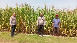 Personel Polsek Jombang Monitoring Perkembangan Tanaman Jagung di Desa Plosogeneng